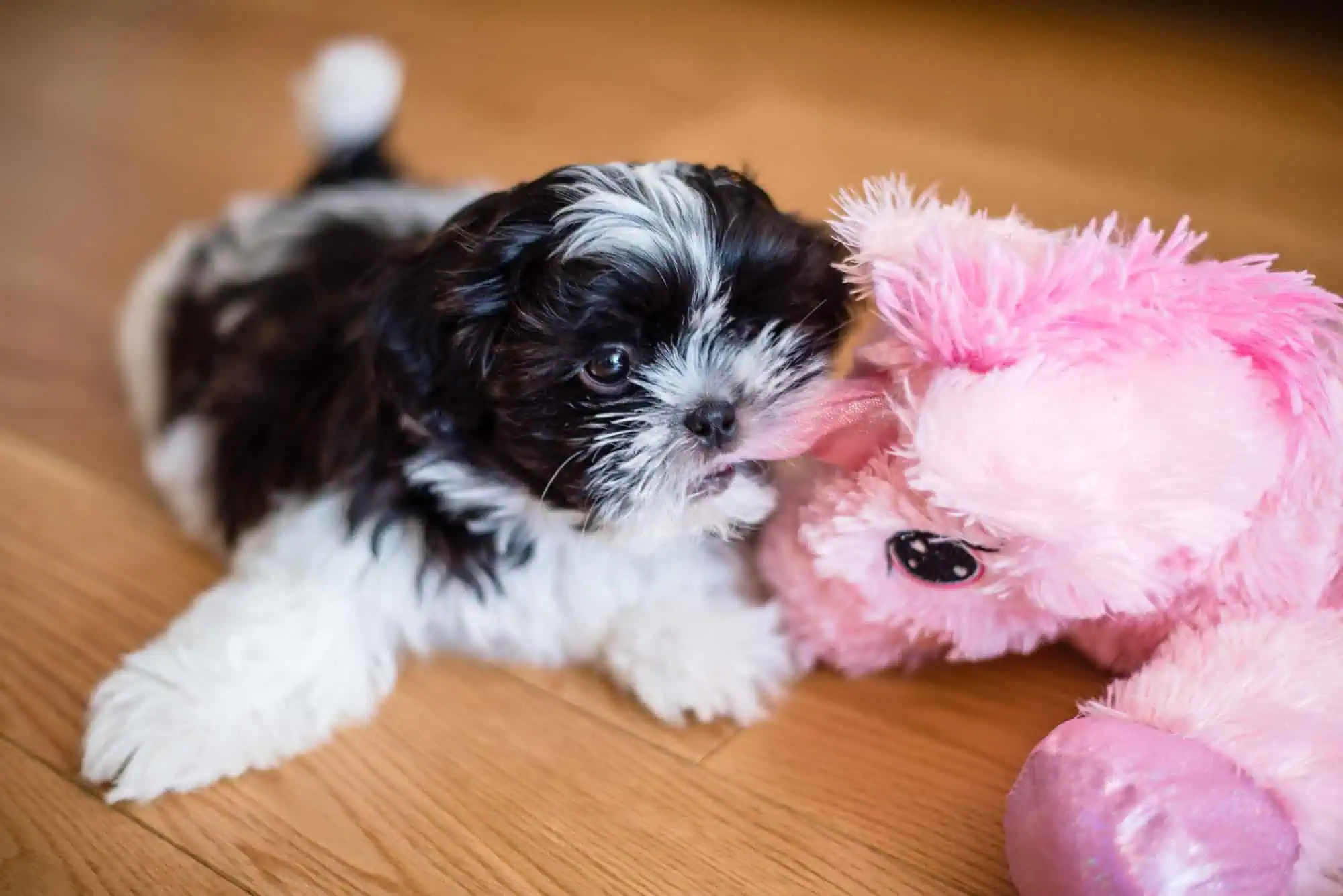 Dog image illustrating comfort and support for people managing bipolar disorder