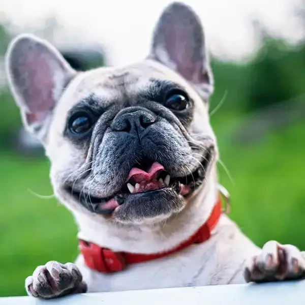 Dog image representing content in a website article section, illustrating key points visually