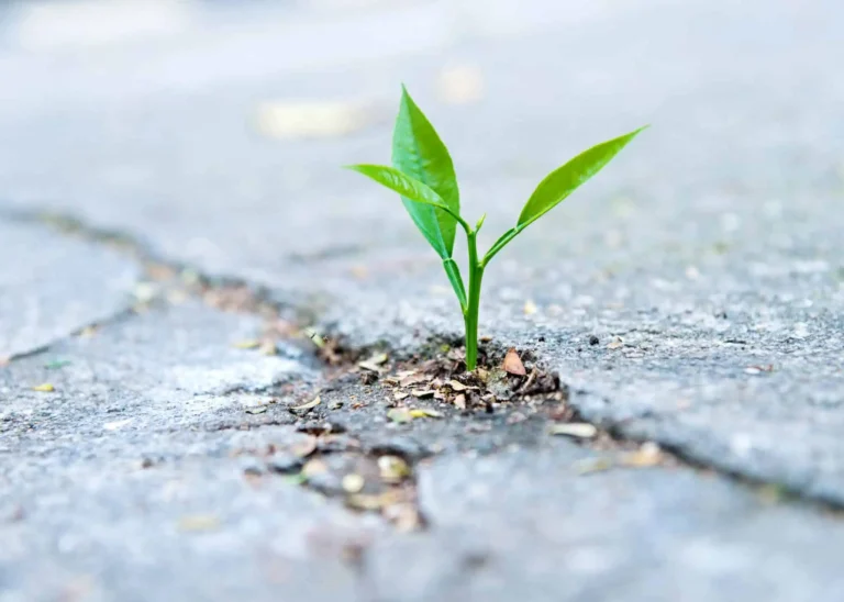 Greenleaf growing out of cement image, symbolizing growth and resilience for Stan’s contact page.