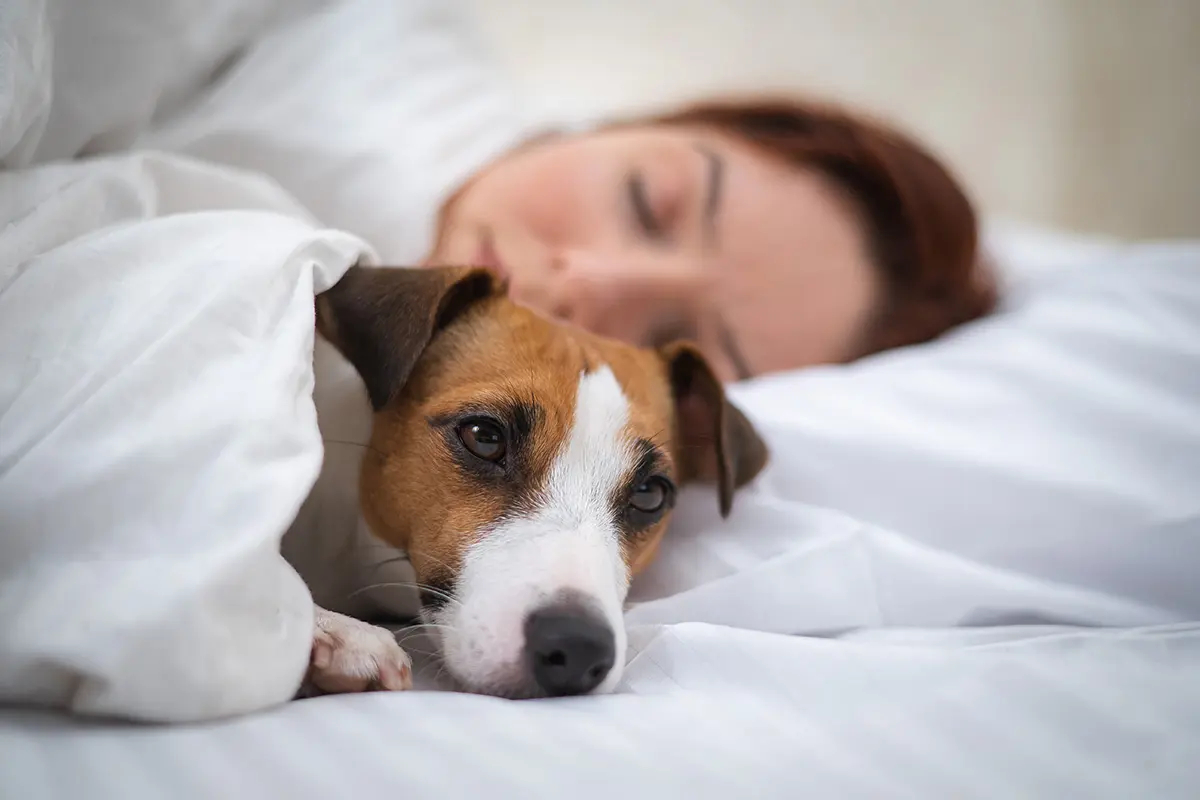 Woman asleep with a dog