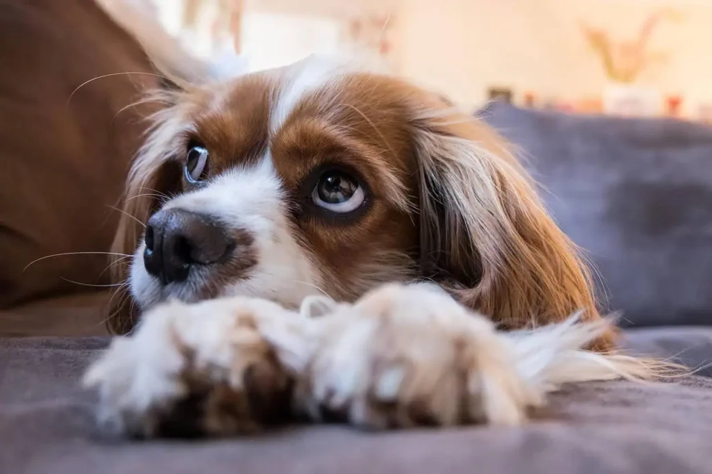 Happy Dog