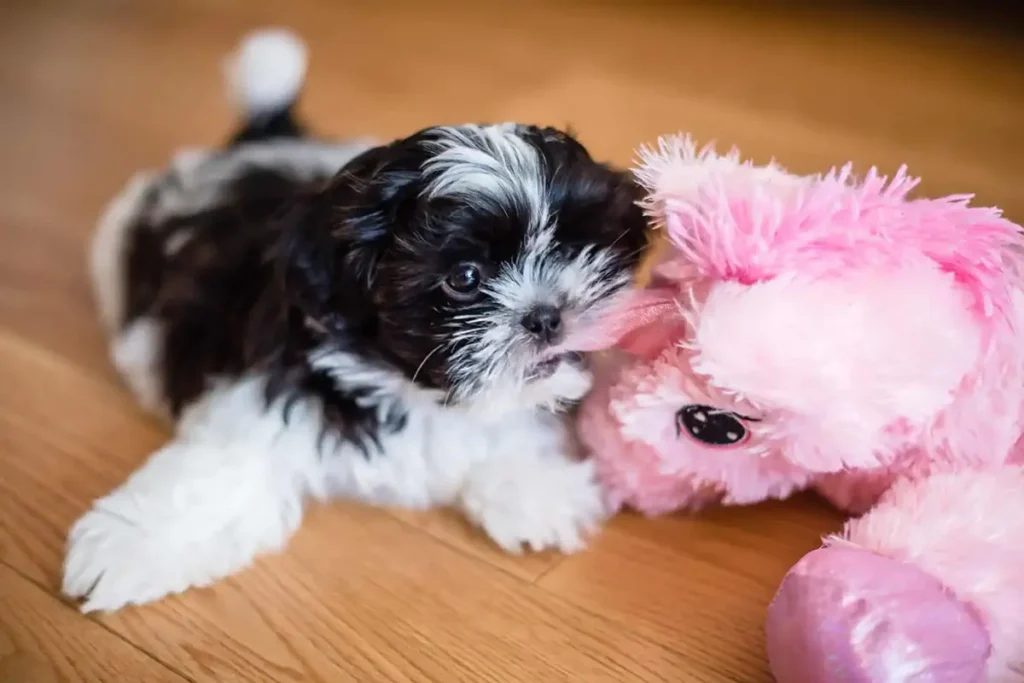 Dog image illustrating comfort and support for people managing bipolar disorder