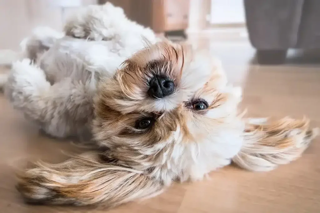 Image of upside-down dog for tips on managing mental health while caring for pets
